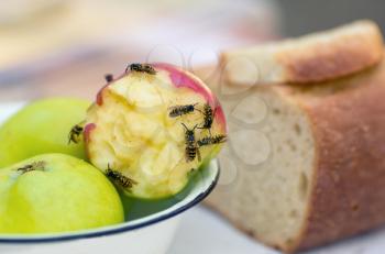 Macro of wasps eating an apple
