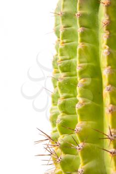 Green cactus isolated on white