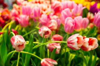 Fresh pink tulips on the field