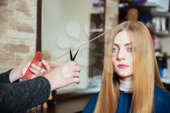 Professional hairdresser making hairstyle with scissors in hand to young female in hairdressing salon.