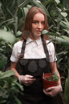 Young female gardener in apron with shovel in hands work in greenhouse.
