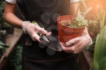 Female gardener's hands in gloves holding pot with plant and shovel.