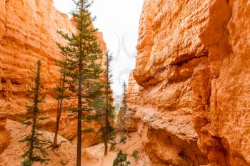 Pine trees in sandstone canyon at Bryce Canyon National Park, Utah USA