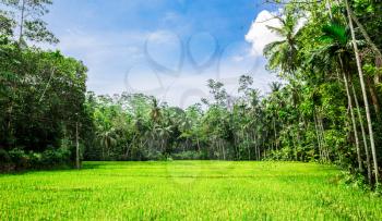 Deep jungle forest of Sri Lanka. Ceylon tropical landscape