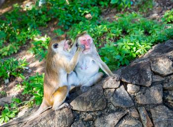 Monkeys in old buddha temple on Sri Lanka. Macaques in widlife scene, Asia. Food thieves on Shri Lanka