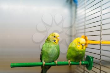 Two parrots sitting on a stick in pet shop, closeup. Birds in zooshop