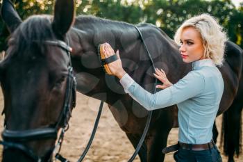 Young blonde woman take caring for the hair of brown horse. Equestrian sport, attractive lady and beautiful stallion