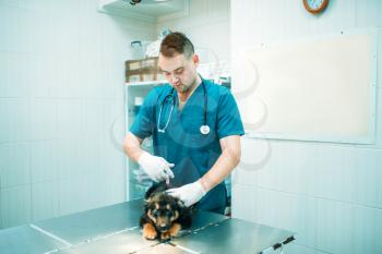 Veterinarian gives an injection to the dog, veterinary clinic. Vet doctor, treatment a sick dog