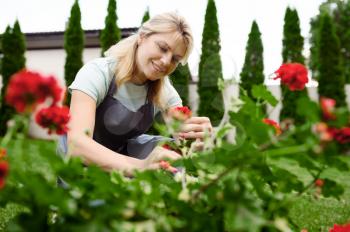 Happy woman in apron works with flowers in the garden. Female gardener takes care of plants outdoor, gardening hobby, florist lifestyle and leisure