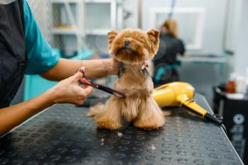 Female groomer with scissors cuts hair of cute dog after washing procedure, grooming salon. Woman makes hairstyle to small pet, groomed domestic animal