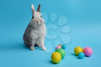Colorful easter eggs and rabbit on blue background. Paschal food, event decoration, spring holiday celebration symbol