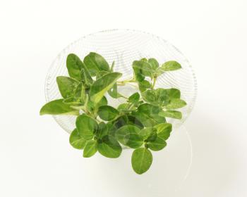 Fresh culinary herbs in a glass bowl