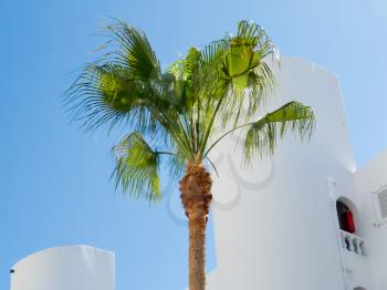 Palm tree against blue sky with whitewashed house in the background