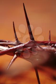 Crown of Thorns

