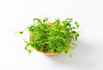 Bowl of green pea sprouts