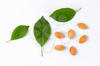 plum leaves and stones on white background