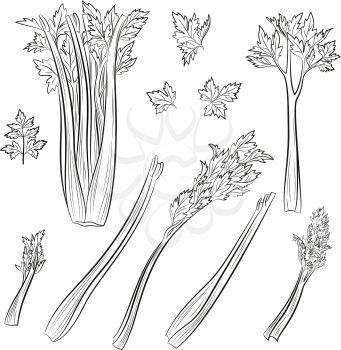 Set of Celery Leaves, Black Pictograms Isolated on White. Vector
