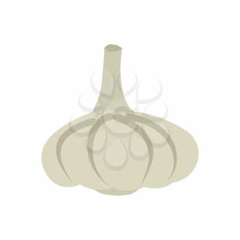 Garlic isolated. Vegetables on white background. Plant pungent taste and unpleasant smell
