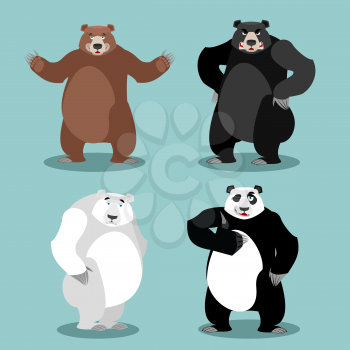 bears set Breed. Grizzly and panda. American black bear baribal. Polar. Different poses wild animal. Carnivorous animals