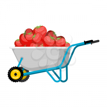Wheelbarrow and Strawberry. Red berry in garden trolley. big harvest Vector Illustration