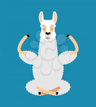 Lama Alpaca yoga. Animal yogi isolated. Relaxation and meditation. Vector illustration
