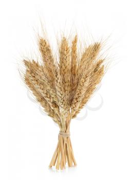 ears of wheat isolated on white background