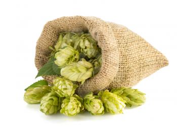 hop cones isolated on white background