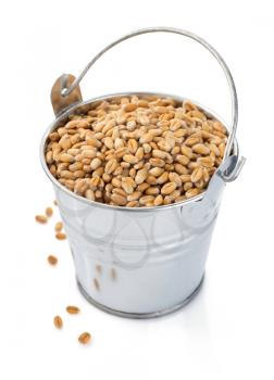 wheat grain in bucket isolated on white background