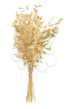 oat ears isolated on white background
