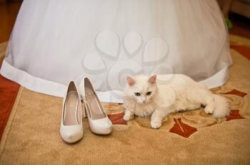 Dress of the bride and the white cat lying at feet.