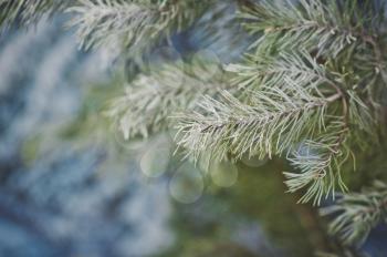 The branches of spruce in frost.