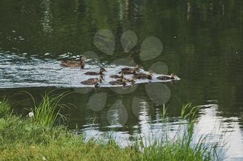 Ducks swim in flocks.