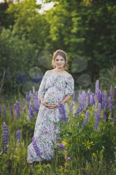 Pregnant girl walking on a blooming field lupine.