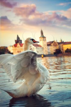 Swans on the river Vltava in Prague, capital city of Czech republic, near by Charles bridge