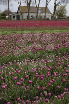 Purple tulips in Skagit Valley