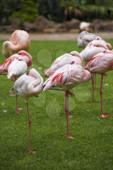 Group of pink flamingos in its natural environment. The largest colony of the flamingo

