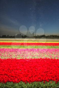 pink, red and orange tulip field in North Holland during spring. night shining moon and stars