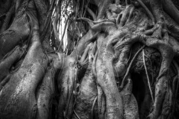 Indian banyan tree roots intertwined with each other. Black and white photography