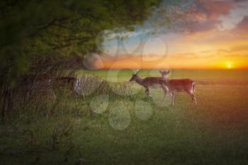 Group rutting red deer on the Veluwe, Netherlands