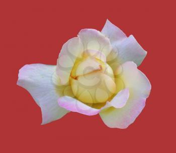 rose Gloria day. Beautiful blooming rose isolated on red background close-up