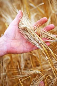 golden wheat in the hand, wheat field
