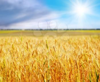 wheat and sky