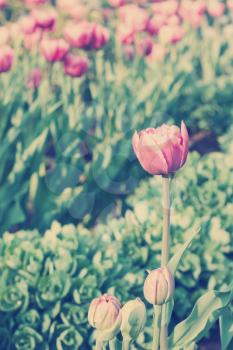 Tulips on flowerbed in park. Toning effect done with a vintage retro Instagram style filter