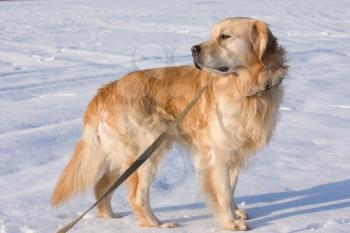A beautiful Golden Retriever dog running, walking and playing outside in white snow