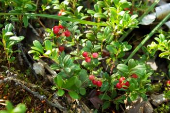 Ripe cranberries on the bushes under the sunlight close-up view