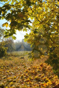Autumn natural landscape: maple trees and dry yellow maple leaves on the ground under autumn sun light