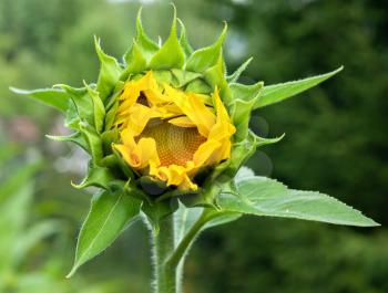Beautiful bright yellow sunflower bud with yellow petals and green leaves close-up view