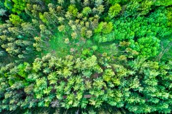 Aerial view of trees in the Northen Vosges Mountains - Bas-Rhin department of France
