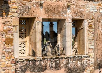 Gray langur monkeys on ruins of Gora Badal Palace at Chittorgarh Fort - Rajasthan State of India