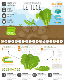 Gardening work, farming infographic. Lettuce. Graphic template. Flat style design. Vector illustration